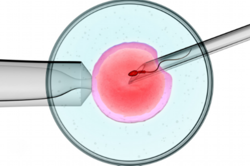 广州供卵赠卵中心,广州供卵试管私立医院,北京私立供卵试管医院_试管前禁欲了