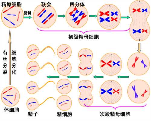 真心感谢广东省妇幼生殖科名老中医刘颖主任 代孕公司机构哪家好