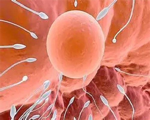 试管一般植入两个胚胎性别&哪里的供卵试管好,女性胖会不孕不育吗